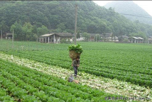 道县藠头种植技术