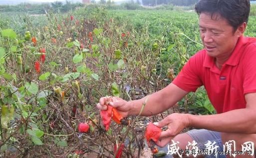 七彩番茄施肥技术