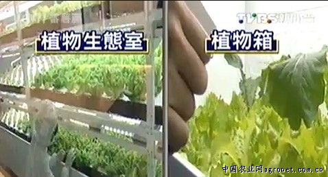 日本冰草种子公司