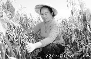 西葫芦种子图片