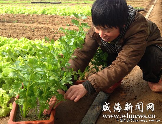 花皮菜豆栽培