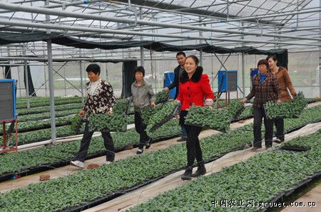 台湾75-3毛豆种植数量和产量