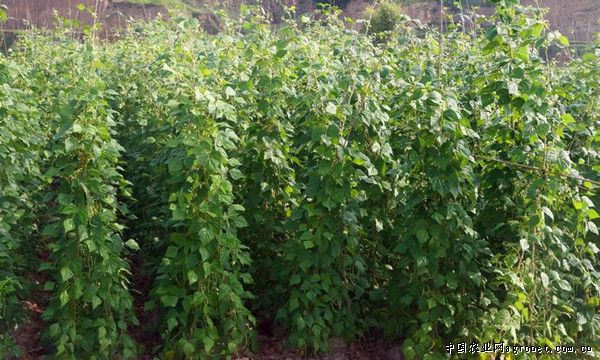 小米椒亩产量一般多少斤