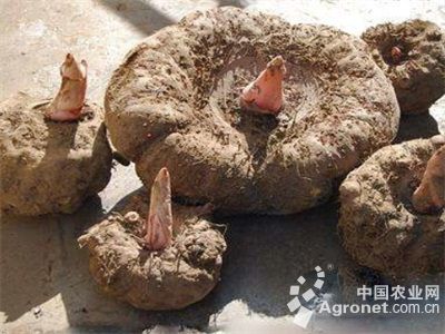 红薯施肥技术
