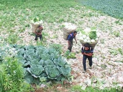 天津蓟州对辖区胶带捆绑蔬菜销售行为进行专项检查