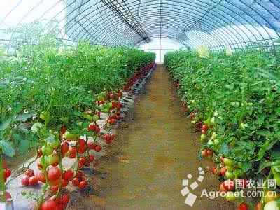 西贝西红柿种子