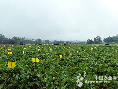 桂垦09—26木薯种子