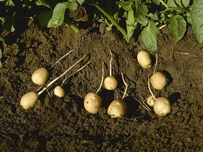 小扁豆批发市场多少钱一斤