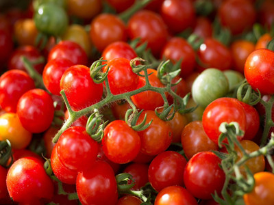 五色小番茄批发市场