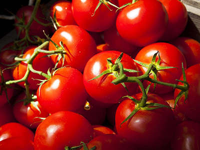 越夏高产耐裂番茄种子