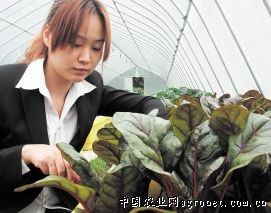 北京小白菜病虫害及防治