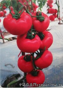 长丰三号茄子种子公司