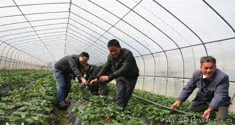 奇珍76豌豆的种植方法