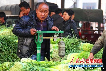 北京高辣新一代辣椒种植