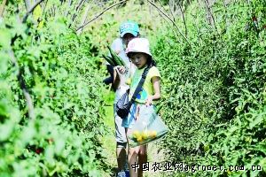 黄韭盆景种植方法