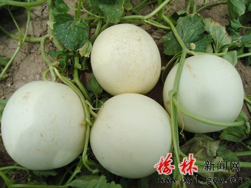 申荣菜王大白菜种子