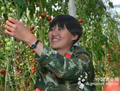 以色列168大红西红柿种子