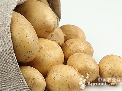v6土豆品种