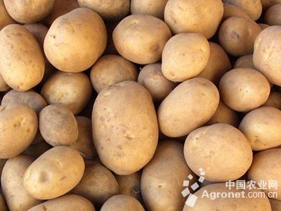 克新土豆种