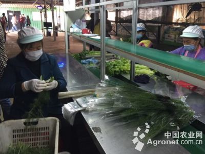 淮阳黄花菜种植技术