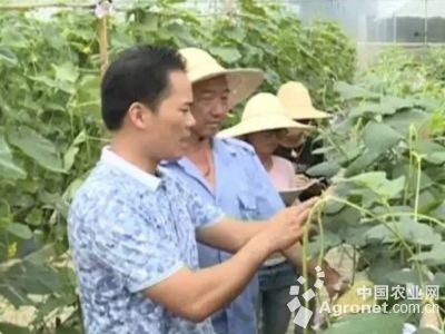 江永香芋种植专业