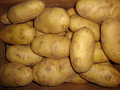 番薯育种技术