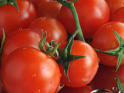 粉冠王番茄病虫害及防治