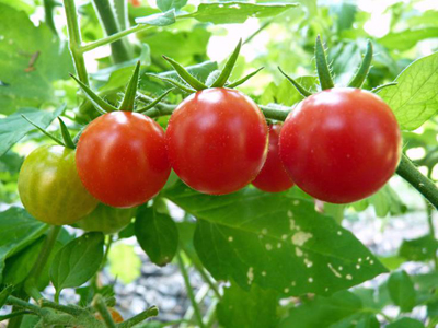 千成茄子种植技术