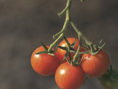 秋季茄子种植技术