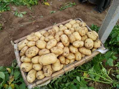 中薯一号土豆施肥技术