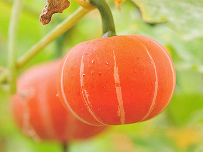 杭茄种植基地