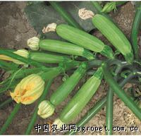 供应绿缘—西葫芦种子