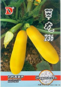 供应翠龙236—西葫芦种子