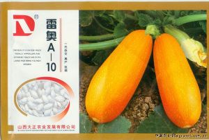 供应雷奥A--10—西葫芦种子
