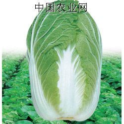 供应库存大白菜