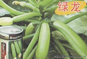 供应西葫芦种子--绿龙