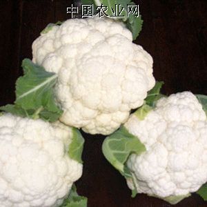 供应大量优质菜花