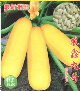 供应农鑫九号—西葫芦种子
