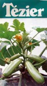 供应法拉利——西葫芦种子