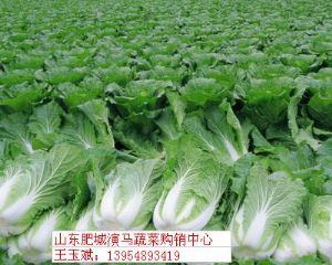 供应北京新三号大白菜