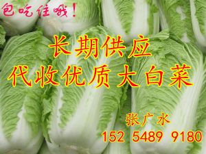 供应优质大白菜