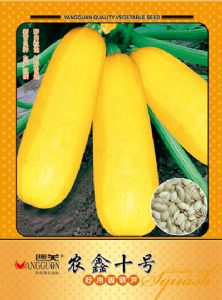 供应农鑫十号—西葫芦种子