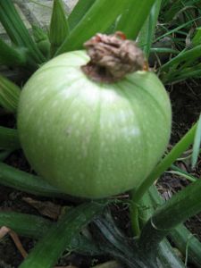 供应绿珠西葫芦—西葫芦种子