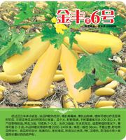 供应金丰6号—西葫芦种子