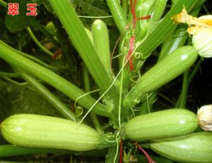 供应翠玉—西葫芦种子