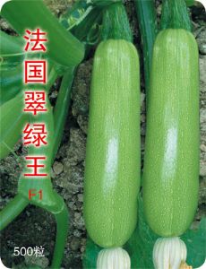 供应翠绿王—西葫芦种子