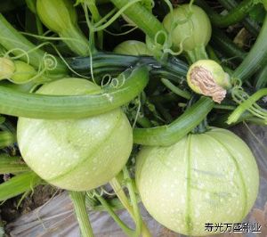 供应绿珍珠——圆西葫芦种子