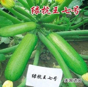 供应绿抗王七号—西葫芦种子