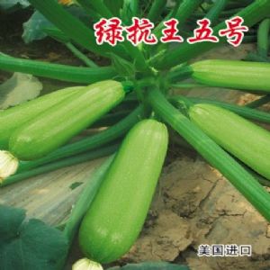 供应绿抗王五号—西葫芦种子