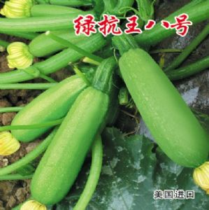 供应绿抗王八号—西葫芦种子